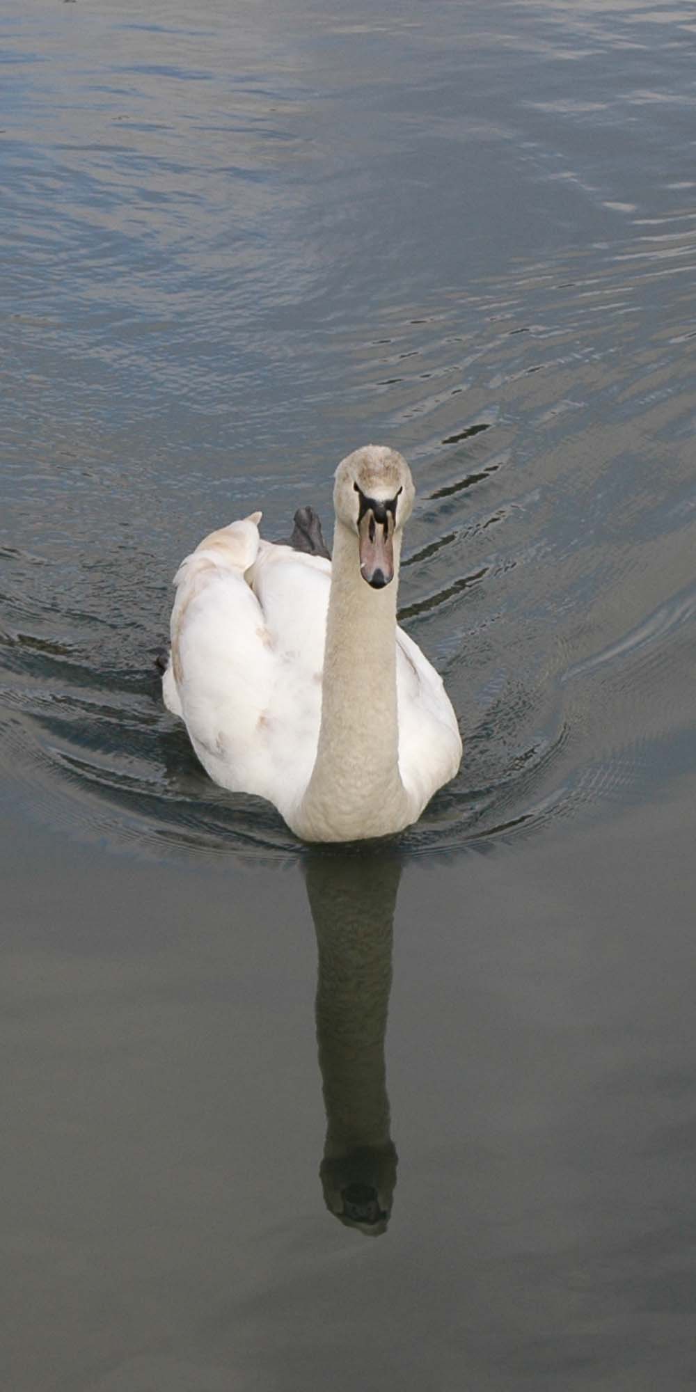 Swan on The National Archives pond