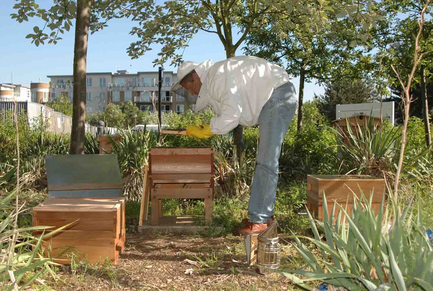 Inspecting the hive