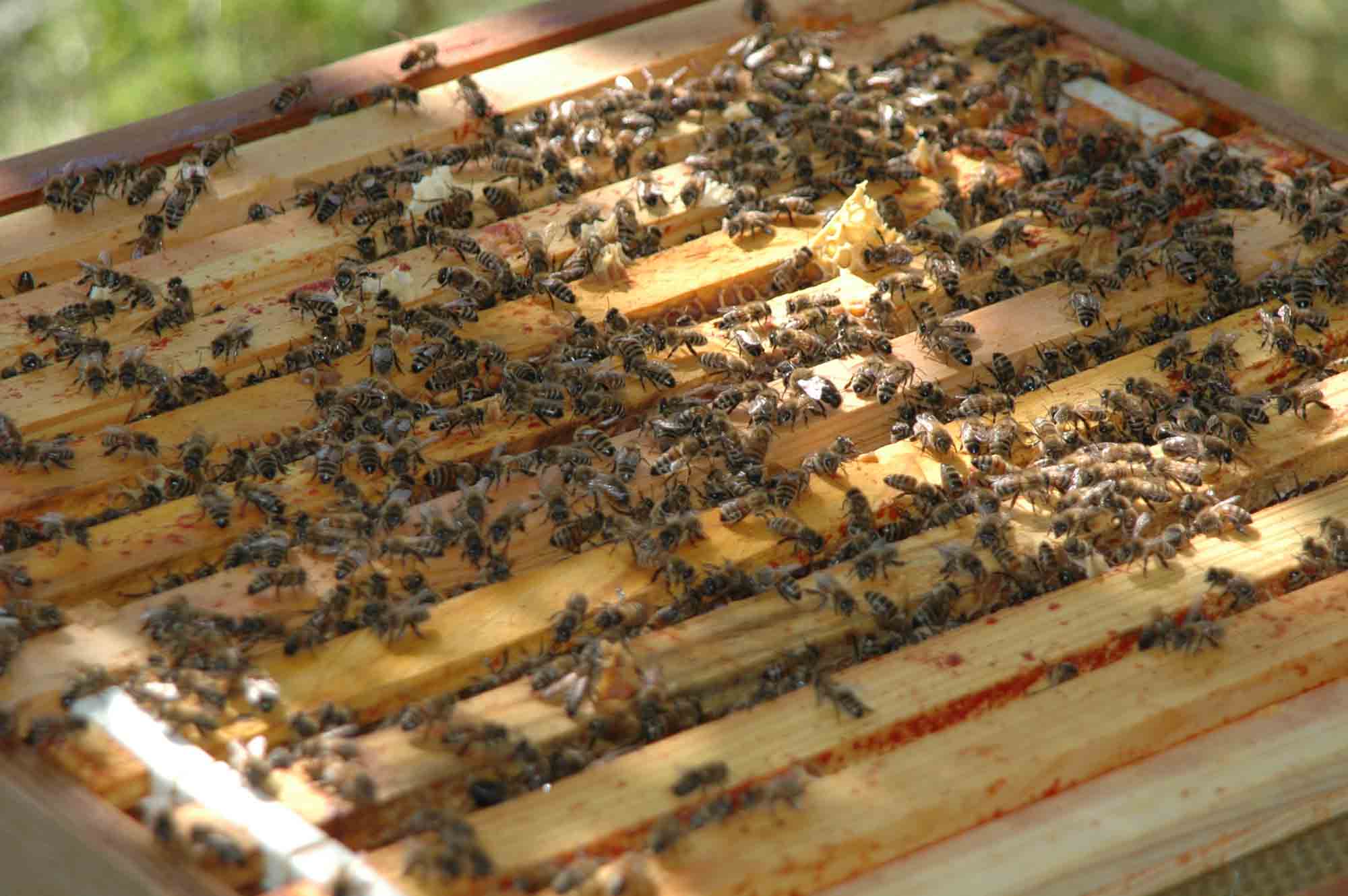 Honeybees on the frames