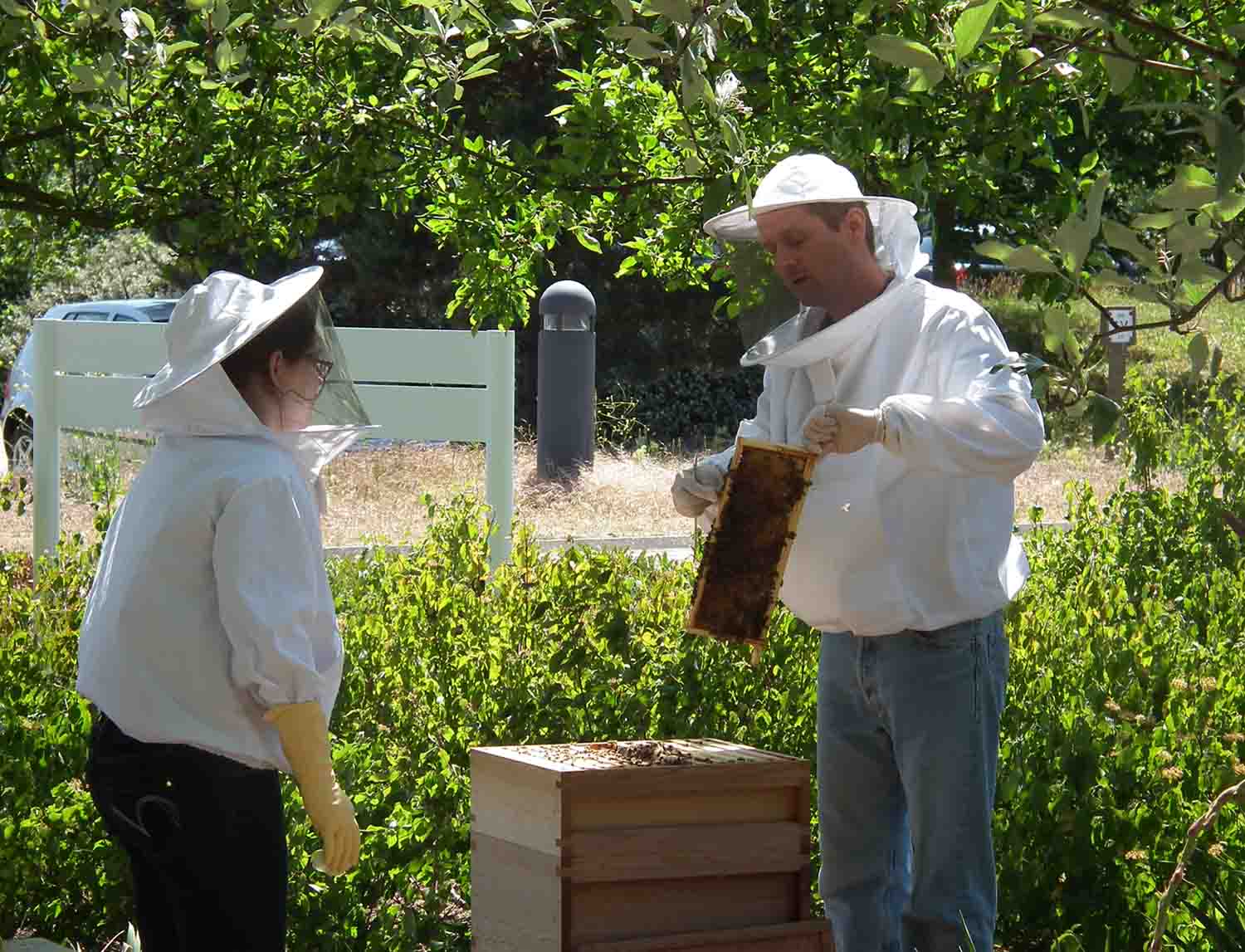 Beekeeper doing a demonstration