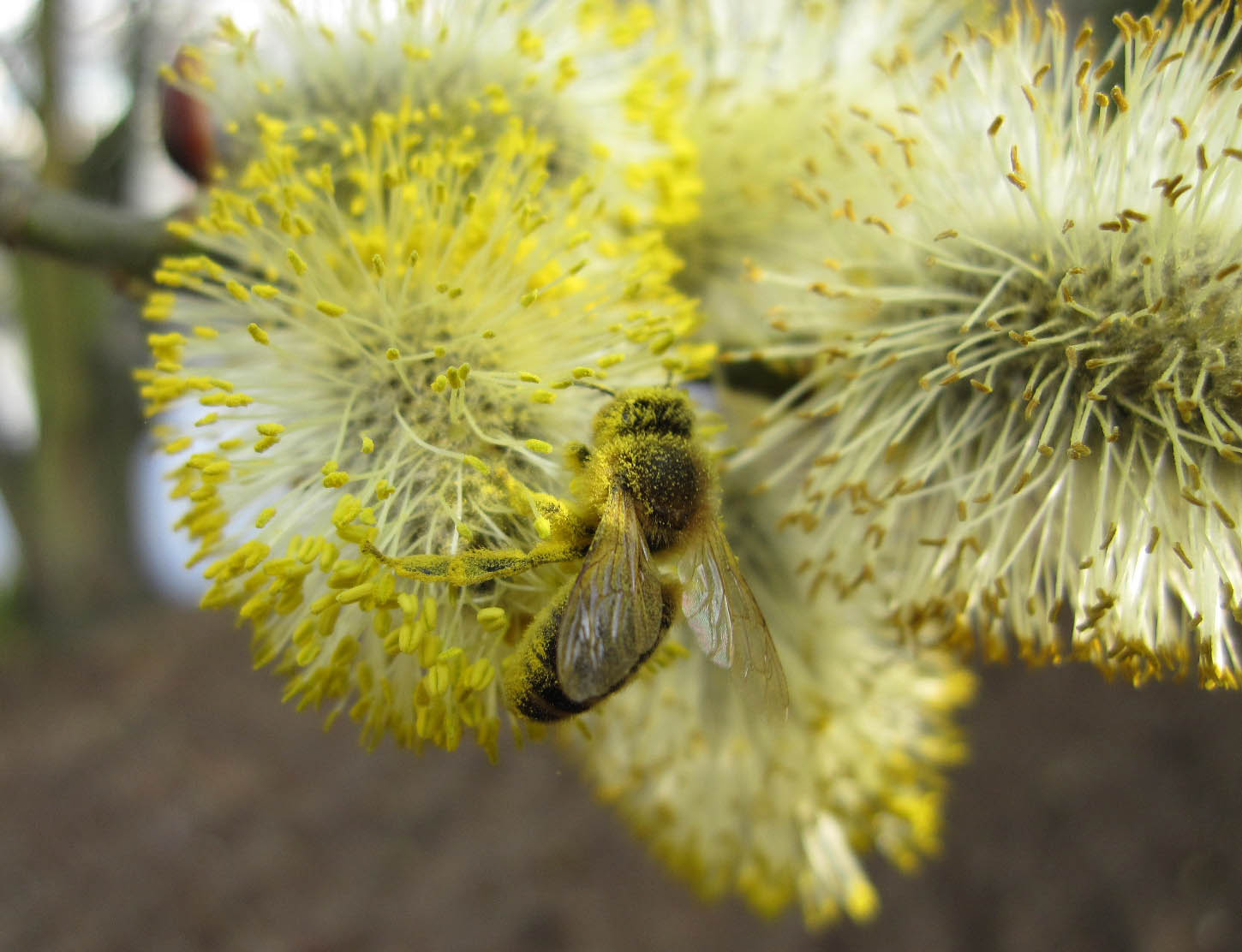 Pollen covered honey bee