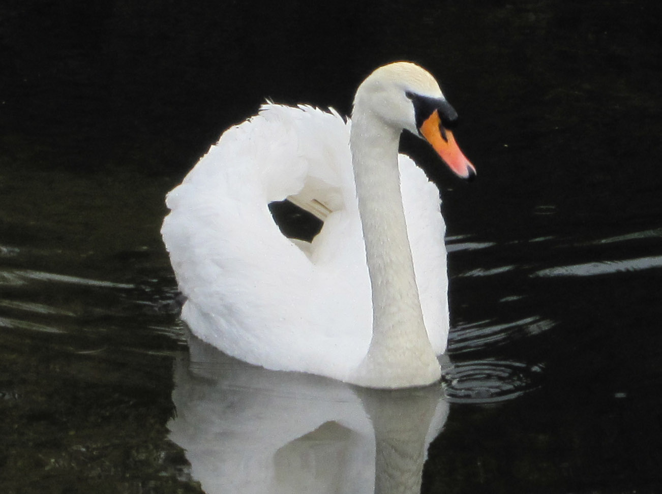 Swan on the water