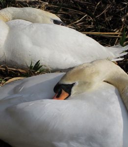Sleeping Swans