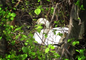 Female Swan on the nest