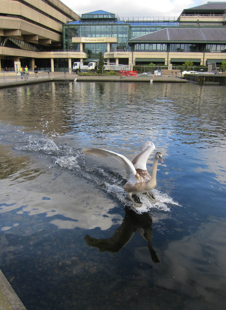 Cygnet Landing