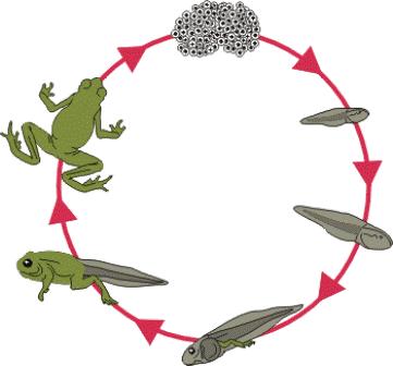 Image of the life cycle of a frog, from spawn to adult