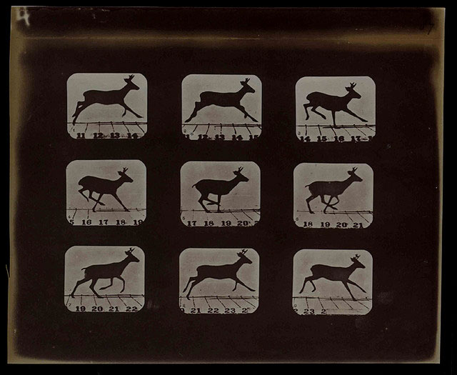 Deer in Motion, 1881, Eadweard Muybridge