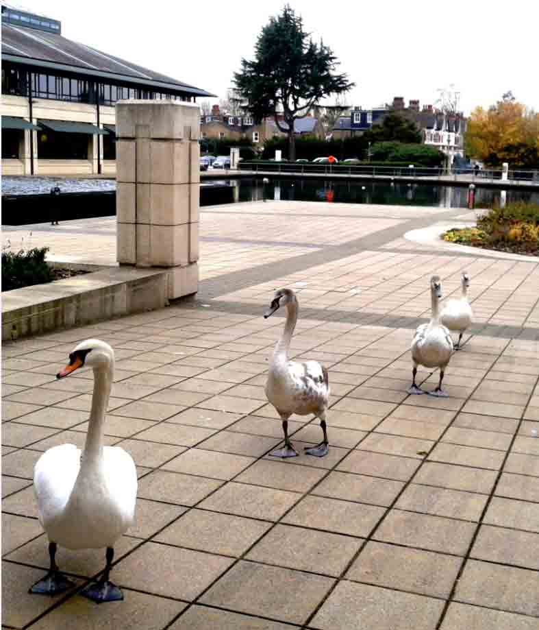 Swans at The National Archives