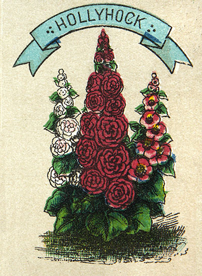 Hollyhock flower illustration, 1887 (COPY 1/77/77b)