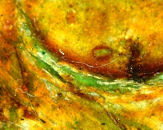 Close up image of the seal, in which it appears yellow and green