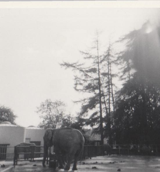 Author's own photograph of an elephant.