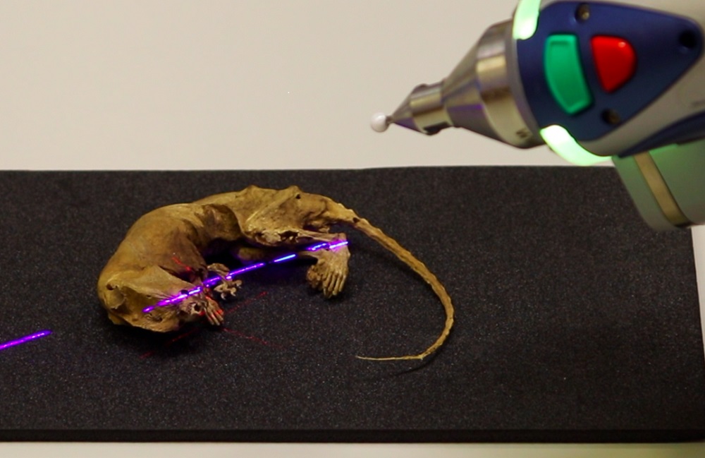 A photo showing 3D scanning of the mummified rat in preparation for 3D printing