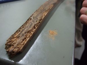 Woodworm damage
