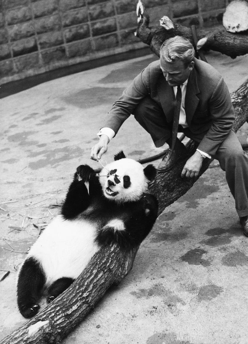 Chi-Chi, perhaps the most beloved of London Zoo's pandas, 1958. Catalogue reference: MT 96/163 