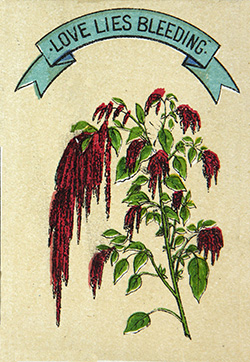 Illustration of flowers with wording saying Love Lies Bleeding. Image is registered at Stationers' Hall under the Copyright Acts in force from 1842 to 1912.