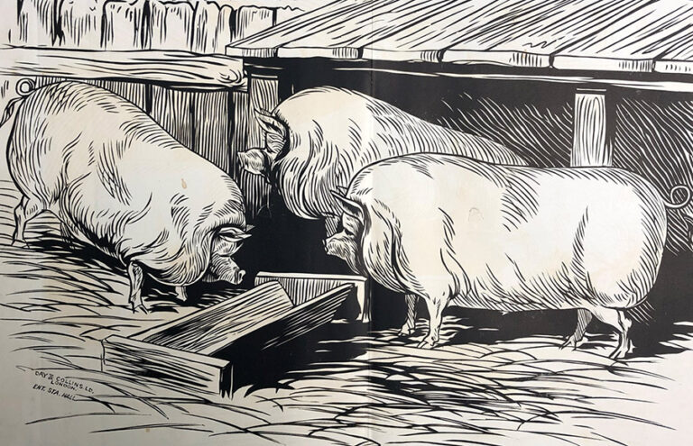 Drawing of a group of three pigs in sty.