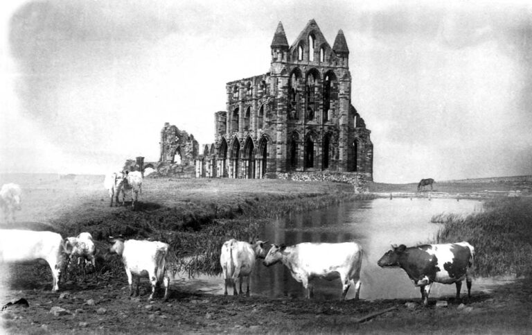 Black and white image of a ruined Gothic building behind a field of cattle.