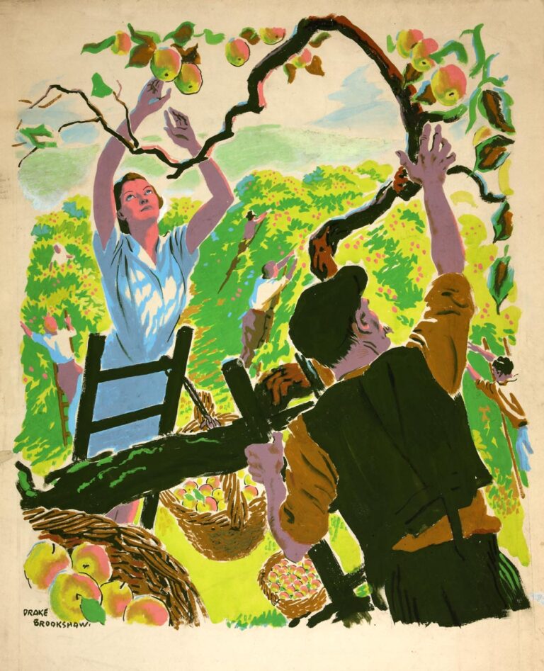 Here, a man and a woman pick apples from an orchard using ladders and place them in baskets. It is an early autumn day and the man and woman are perched on ladders reaching for the crop. Baskets of apples are suspended from the ladders by rope.